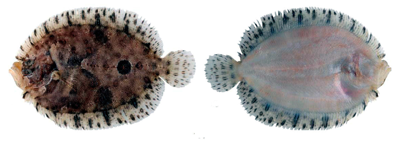 Zeugopterus regius_03.jpg